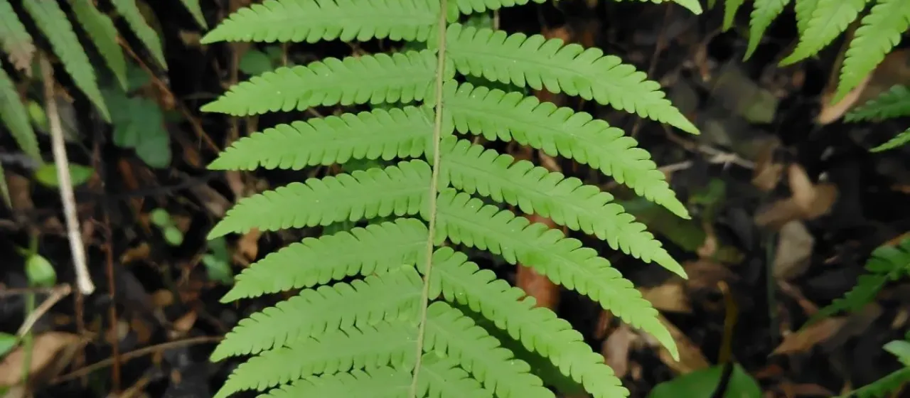 Sphaerostephanos