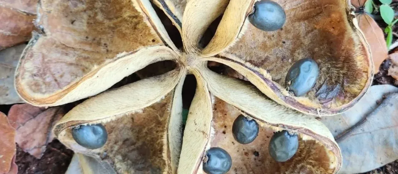Sterculia apetala