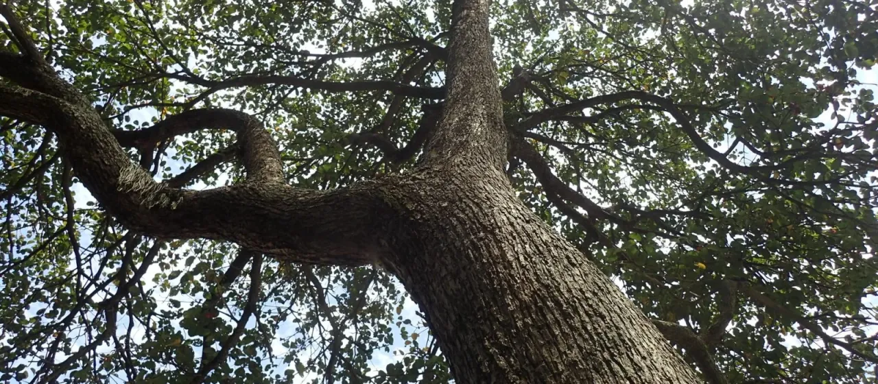 Sterculia tragacantha
