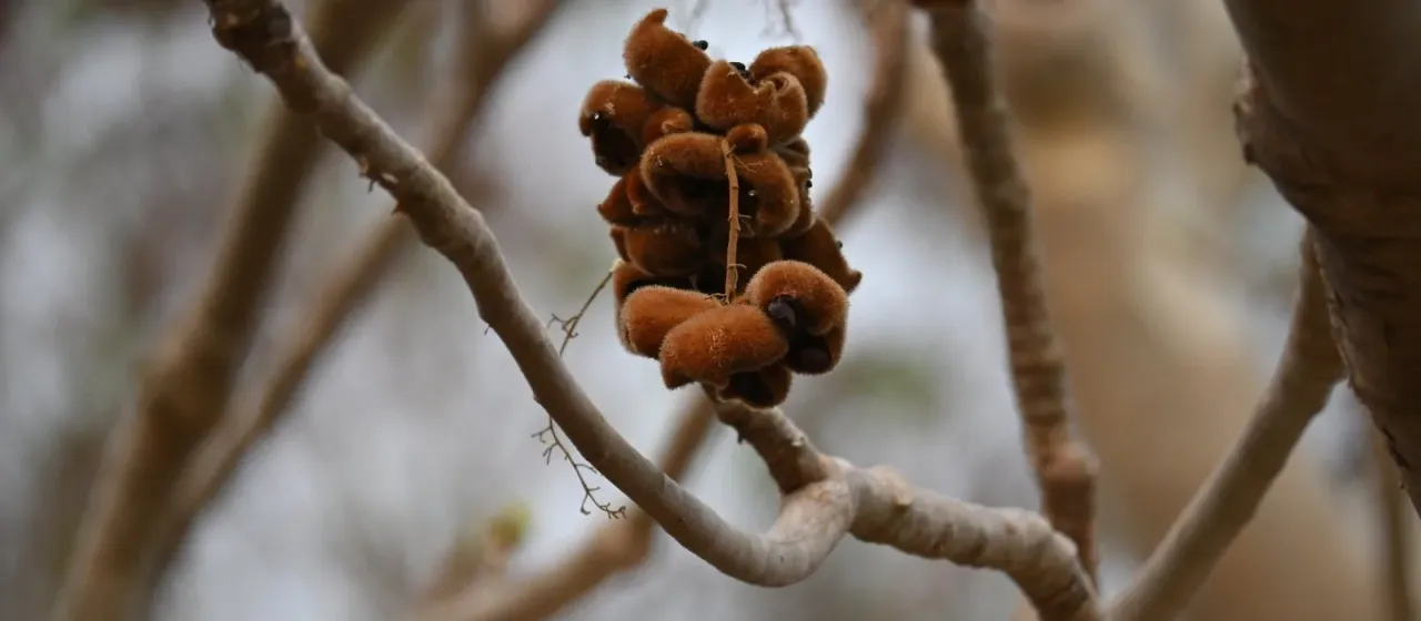Sterculia urens