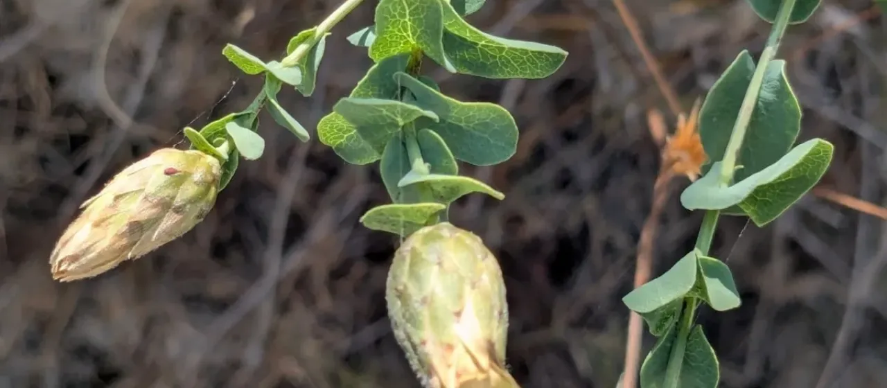 Klasea cerinthifolia