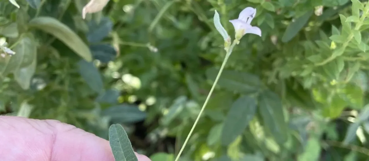 Strophostyles leiosperma