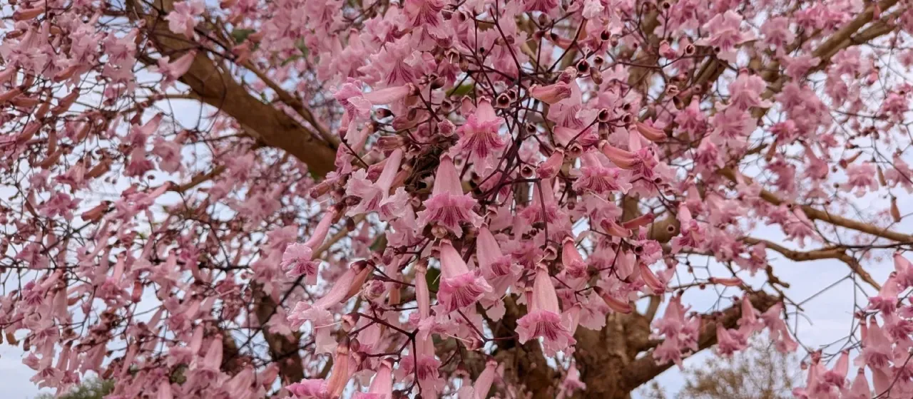 Pink Jacaranda