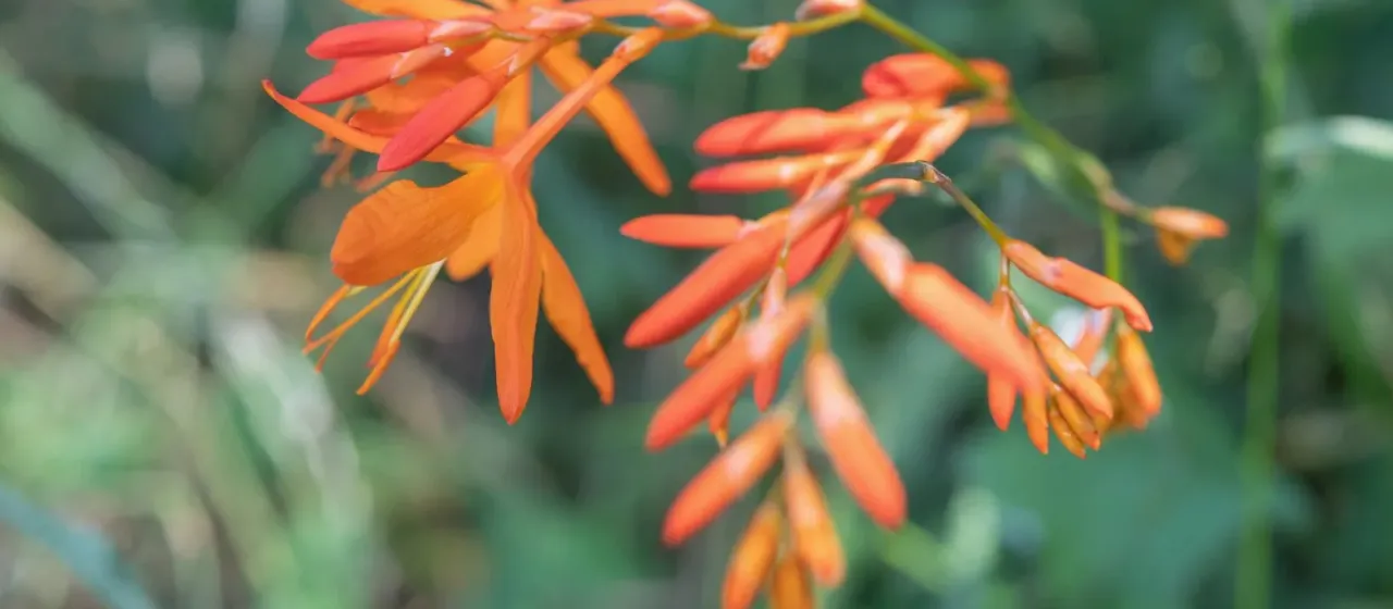 Montbretia