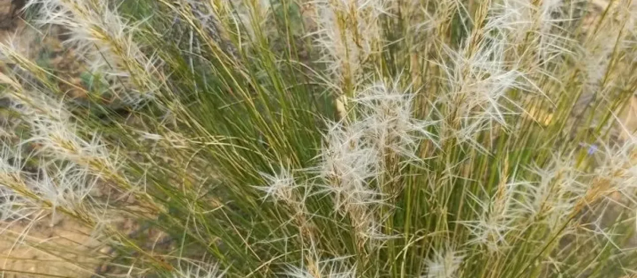 Stipagrostis zeyheri