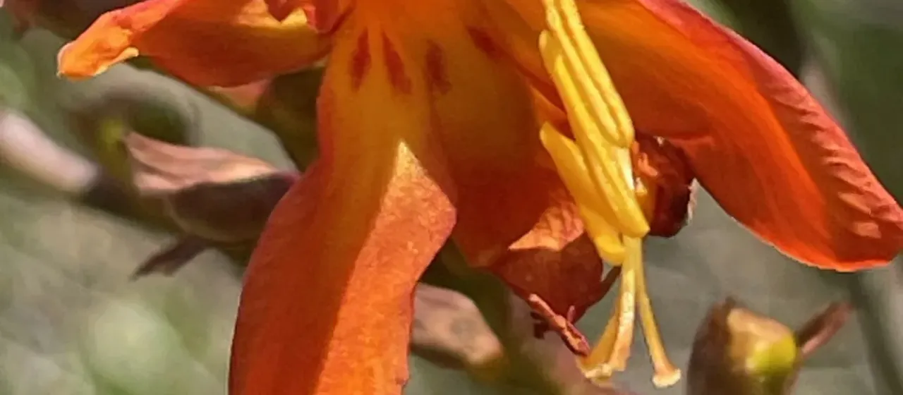 Montbretia