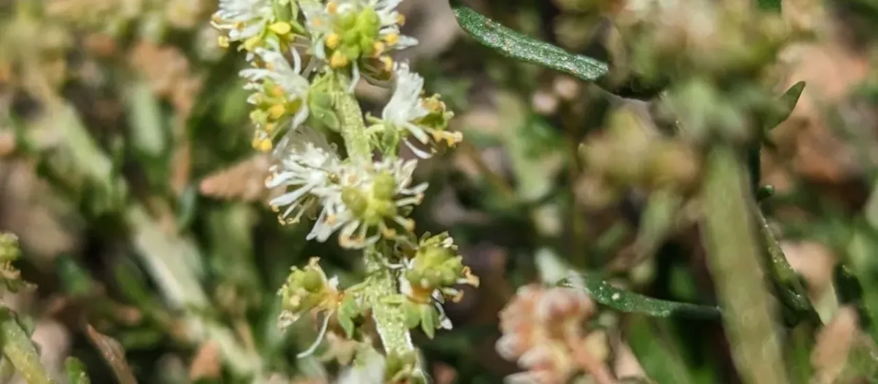 Sesamoides interrupta