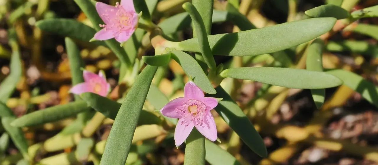 Shoreline purslane