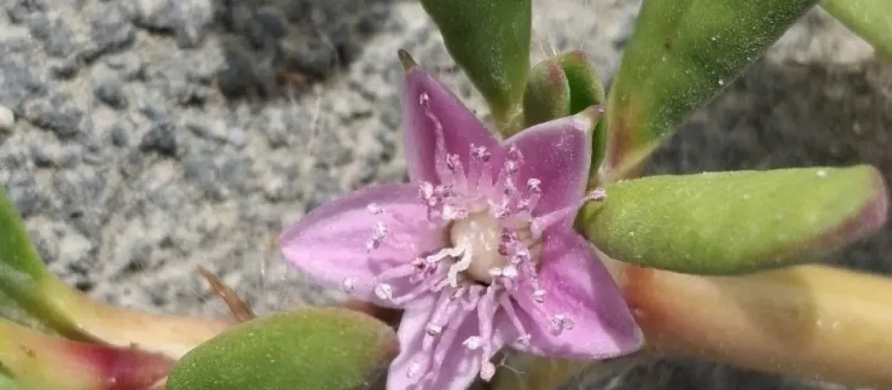Cypselea