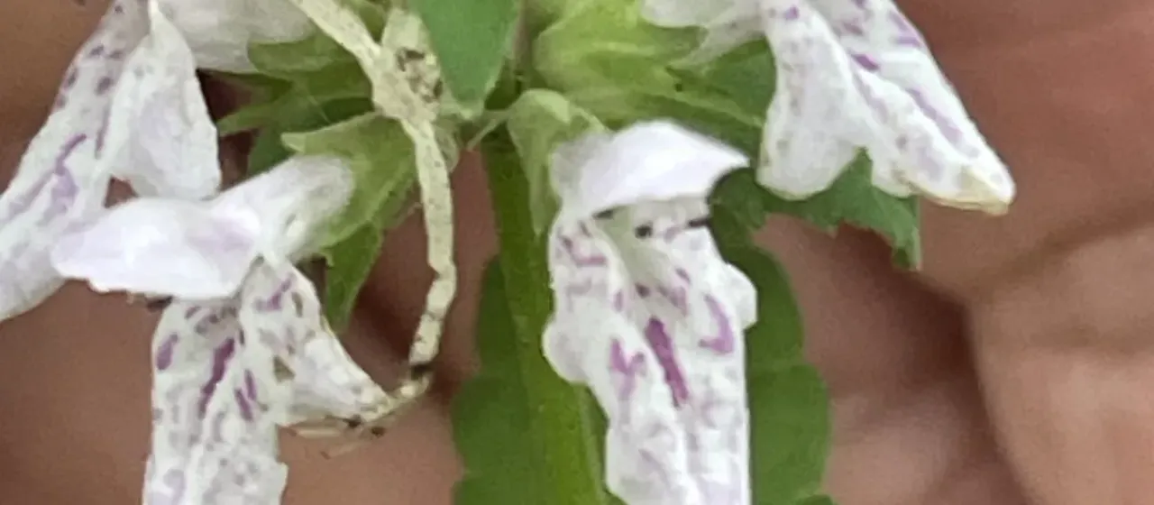 Florida hedgenettle