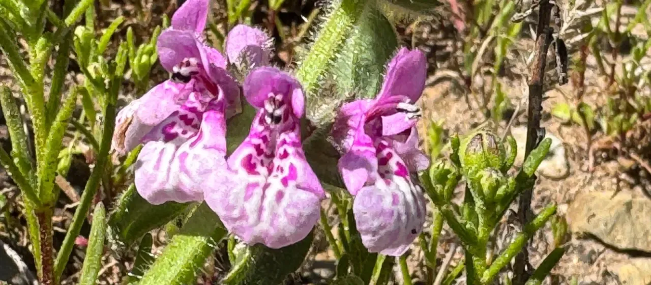 Stachys grandidentata