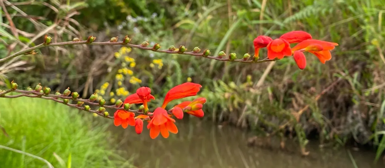 Crocosmia pottsii
