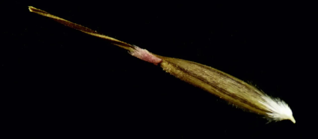 Nassella hyalina