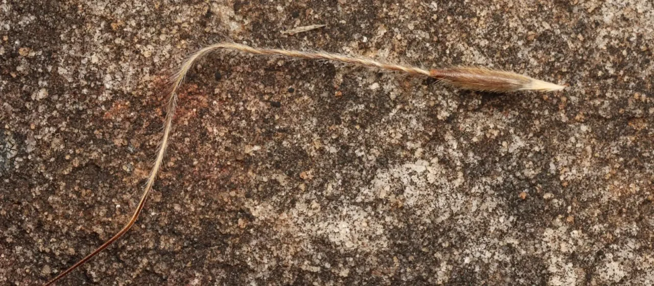 Soft speargrass