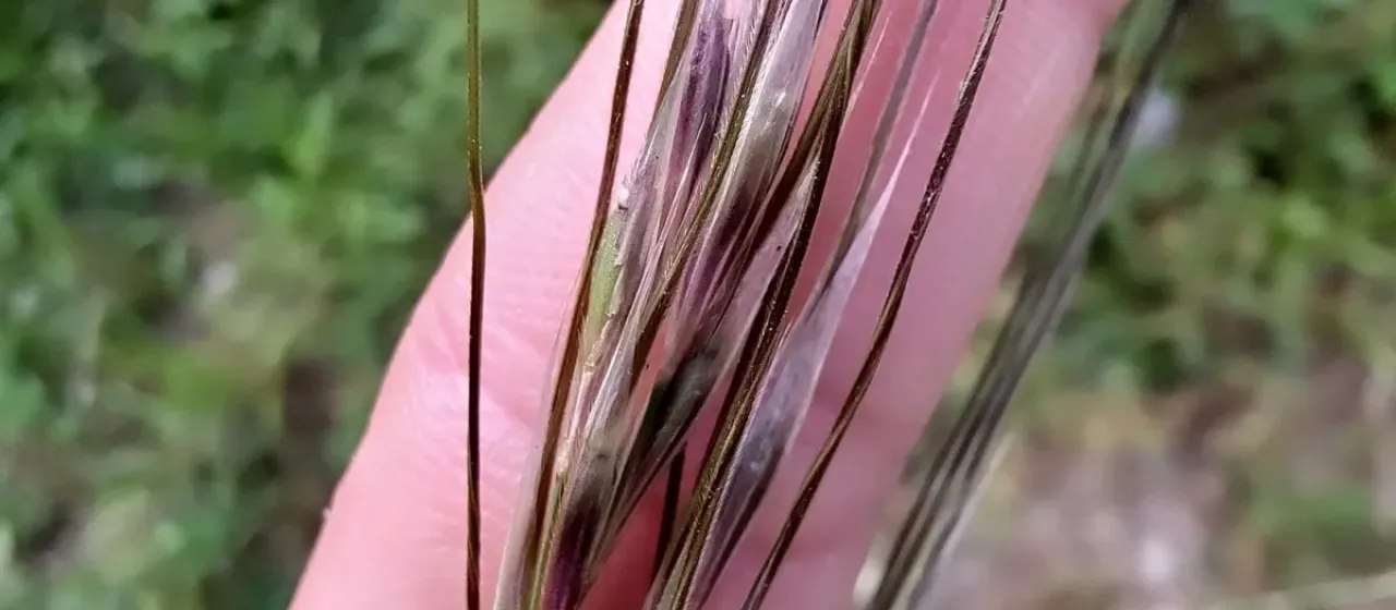 Chilean needle grass