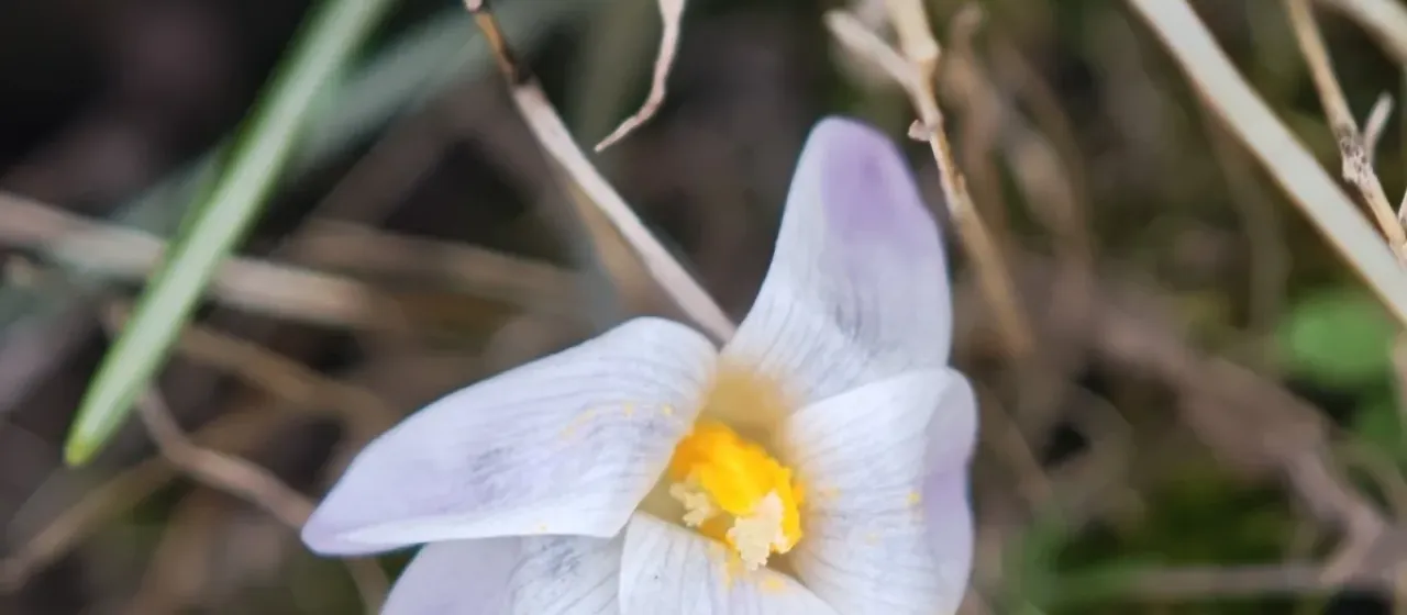 Carpetanus crocus