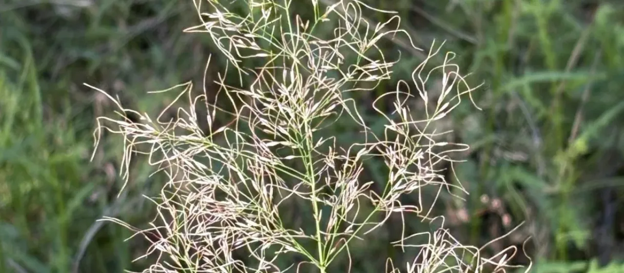 Stout bamboo grass