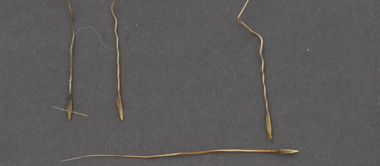 Austrostipa semibarbata