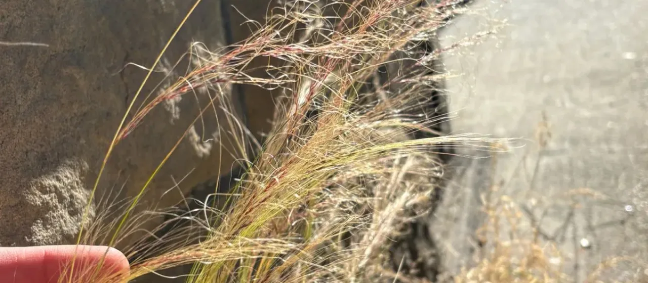 Mexican feather grass