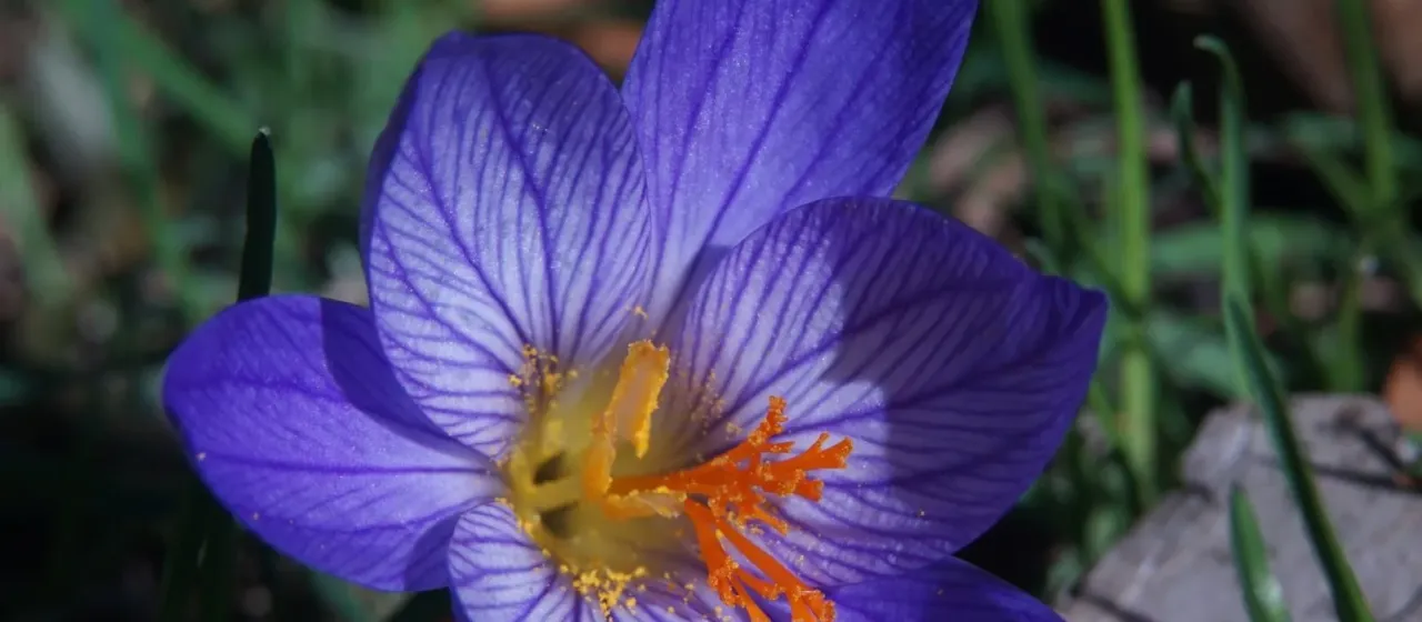Bieb's crocus