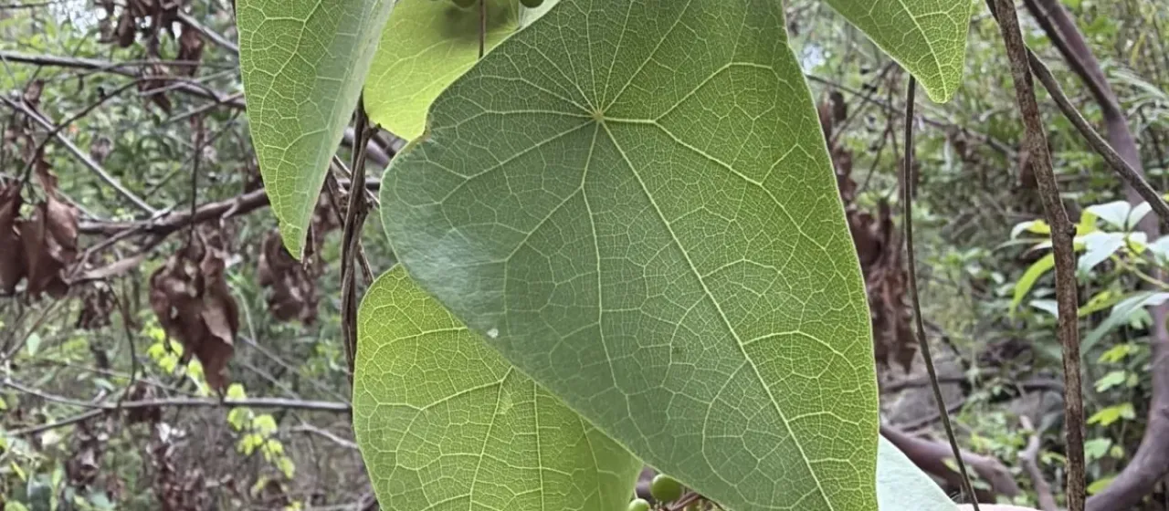 Stephania japonica