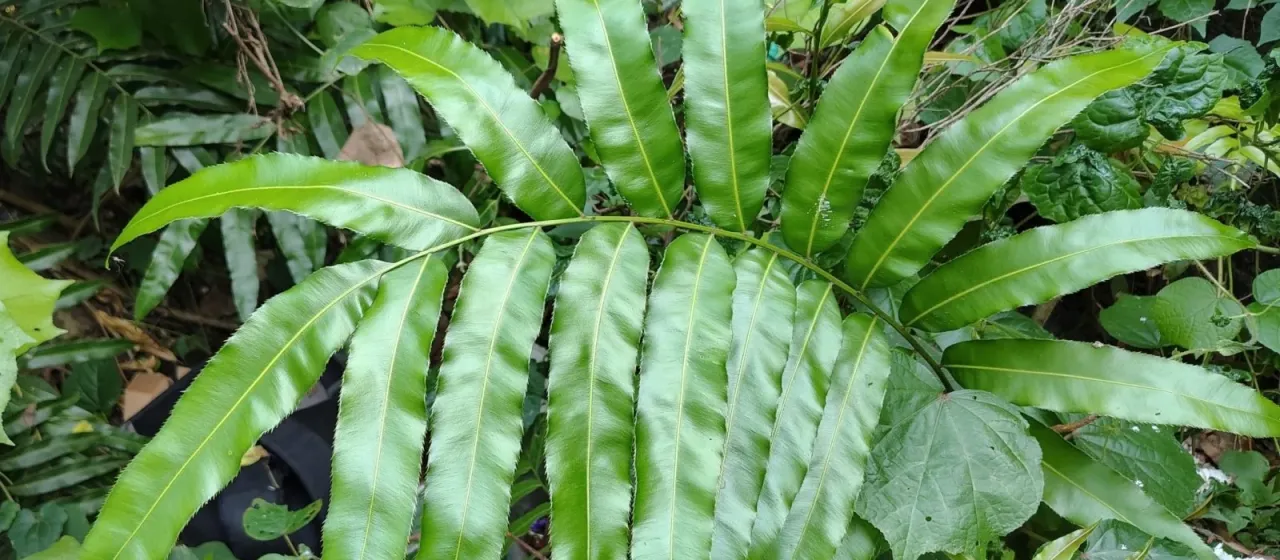 Stenochlaena palustris