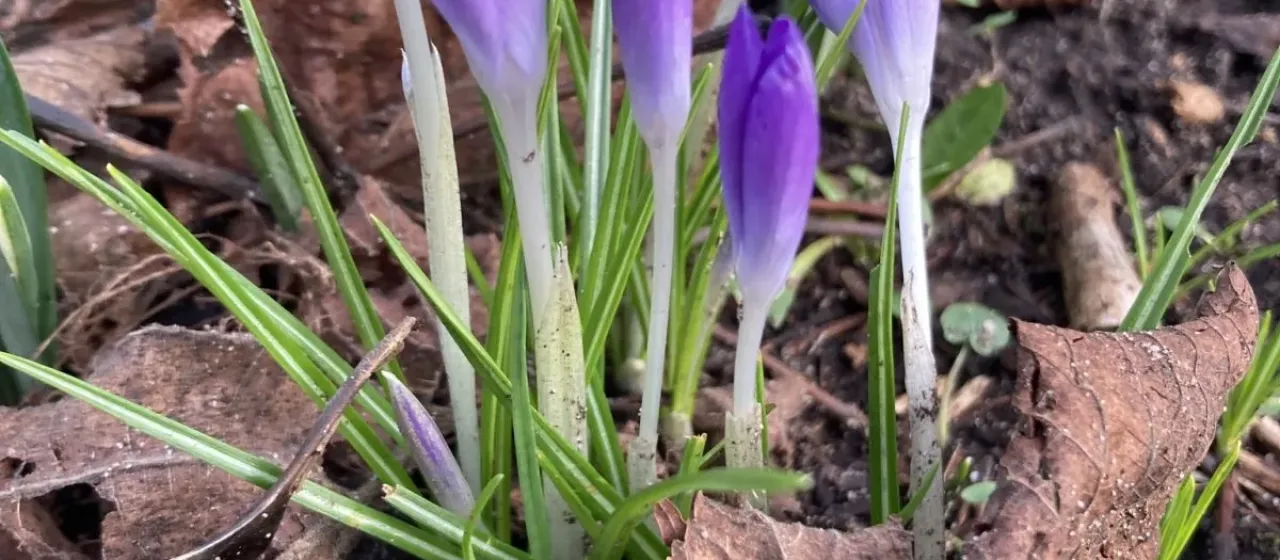 Tommasini's crocus
