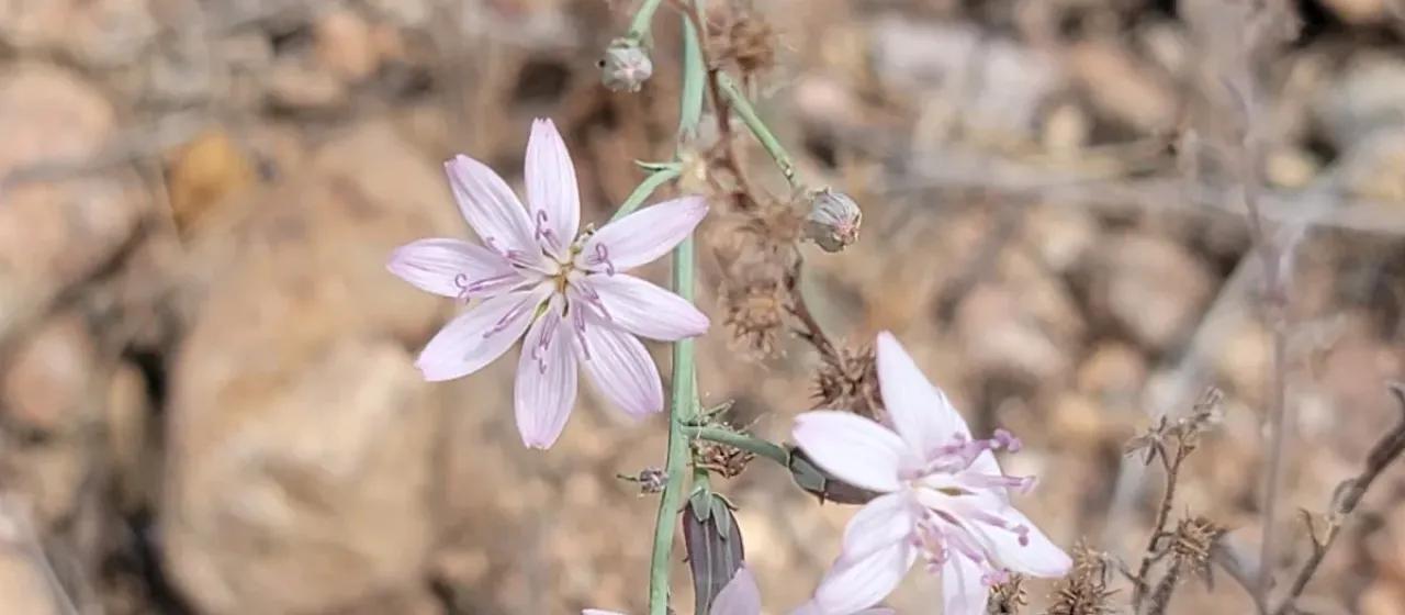Stephanomeria pauciflora