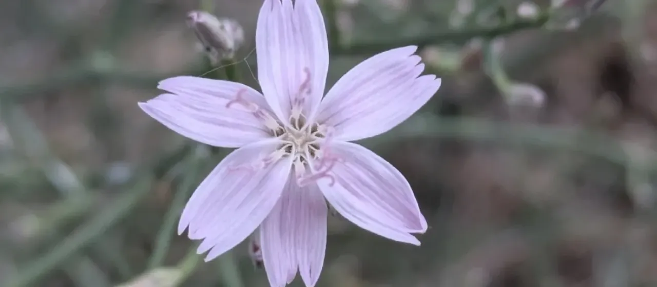 Stephanomeria minor