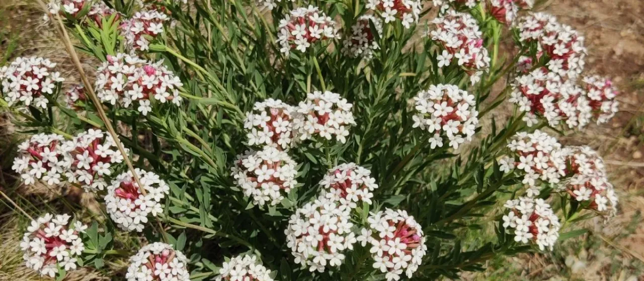 Stellera chamaejasme
