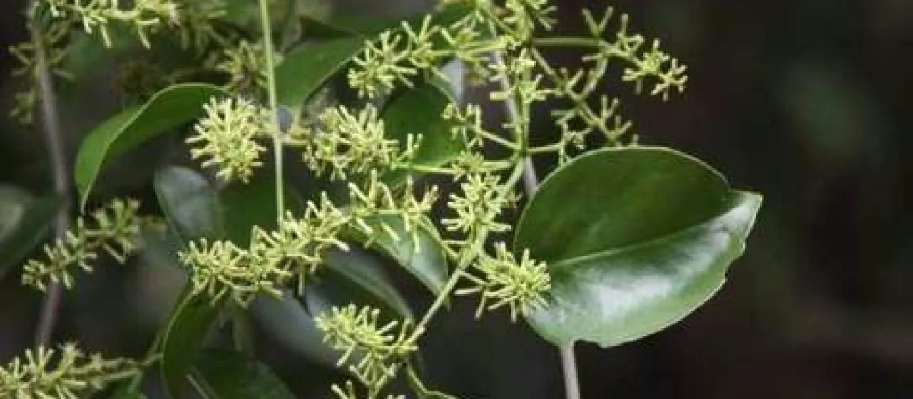 Struthanthus vulgaris