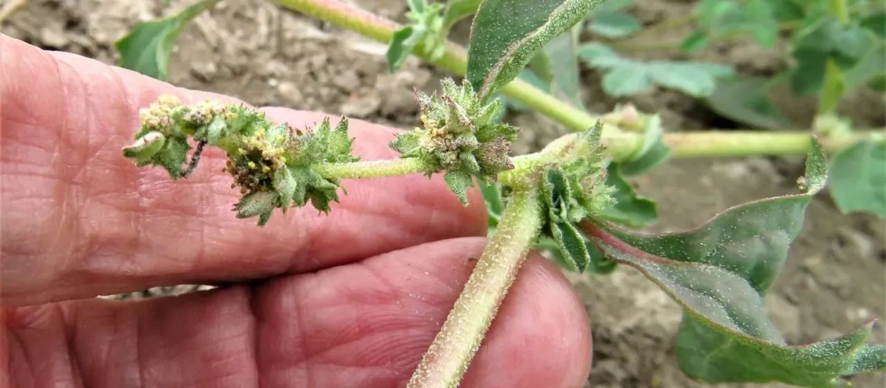 Suckleya suckleyana
