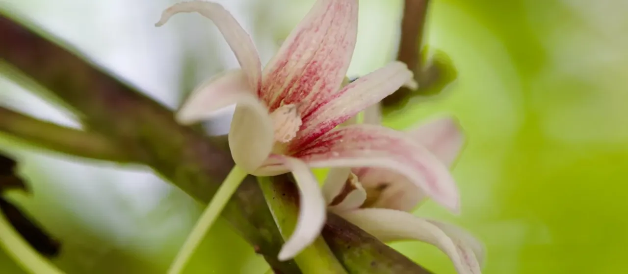 Stauntonia hexaphylla