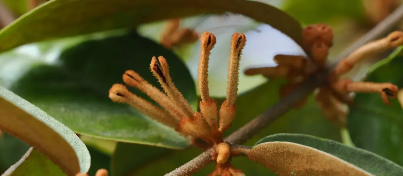 Scurrula ferruginea