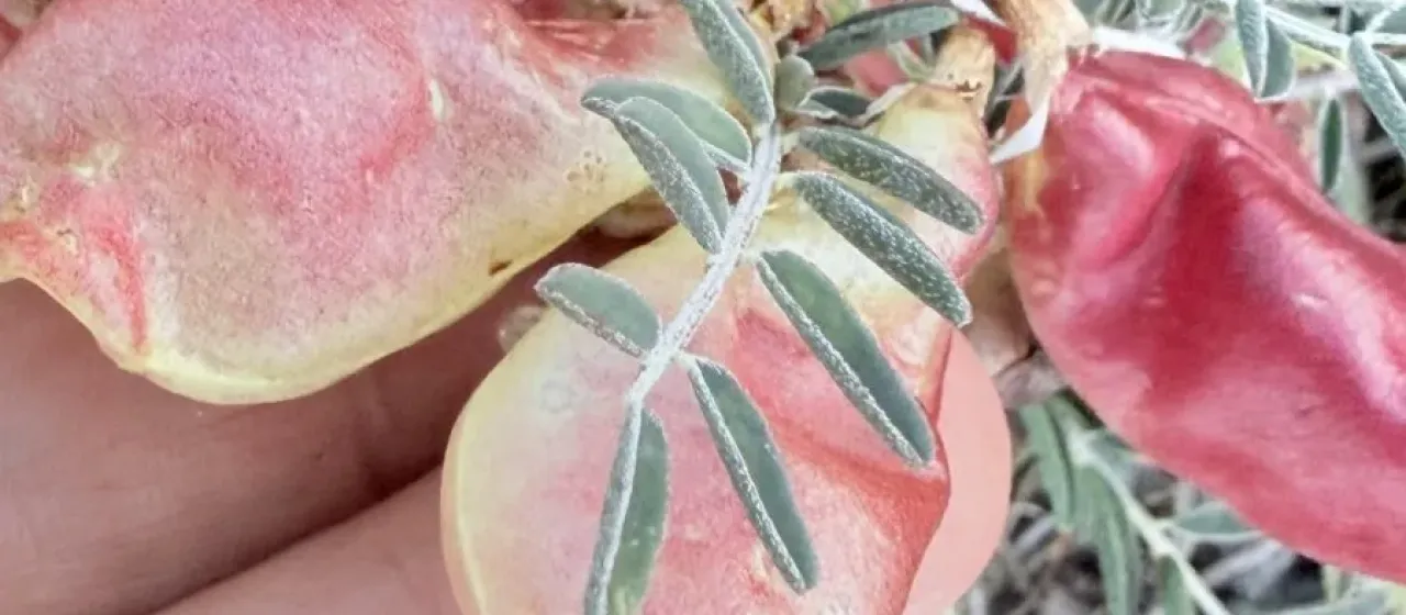 Сазерландия кустарниковая