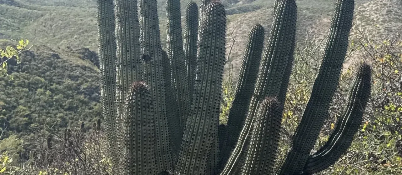 Stenocereus thurberi