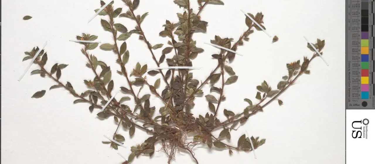 Sauvagesia brownei