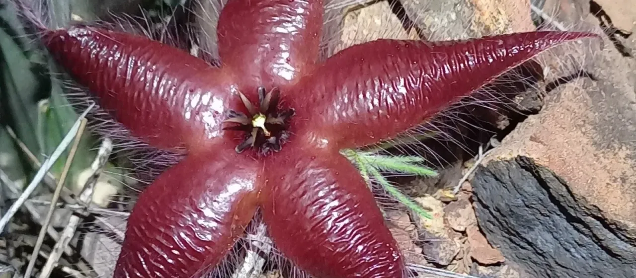 Stapelia hirsuta