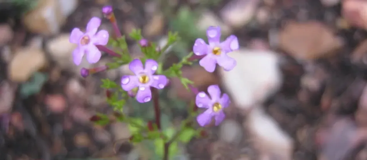 Sutera foetida