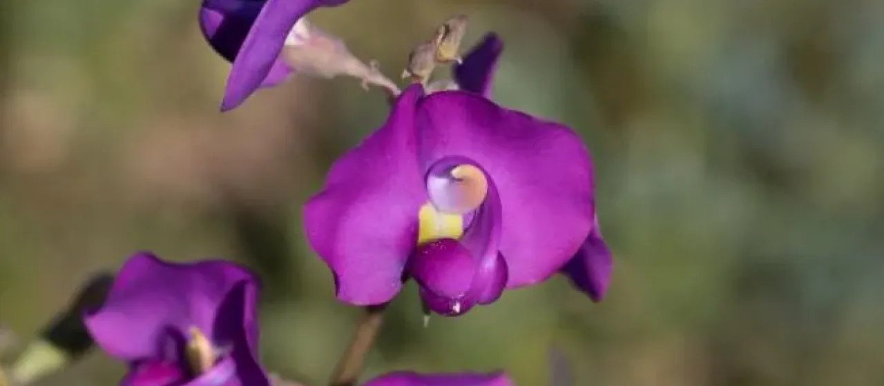 Swainsona procumbens