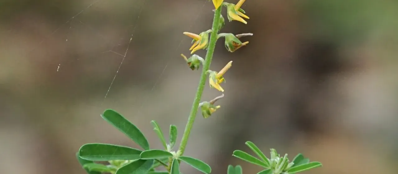 Crotalaria medicaginea
