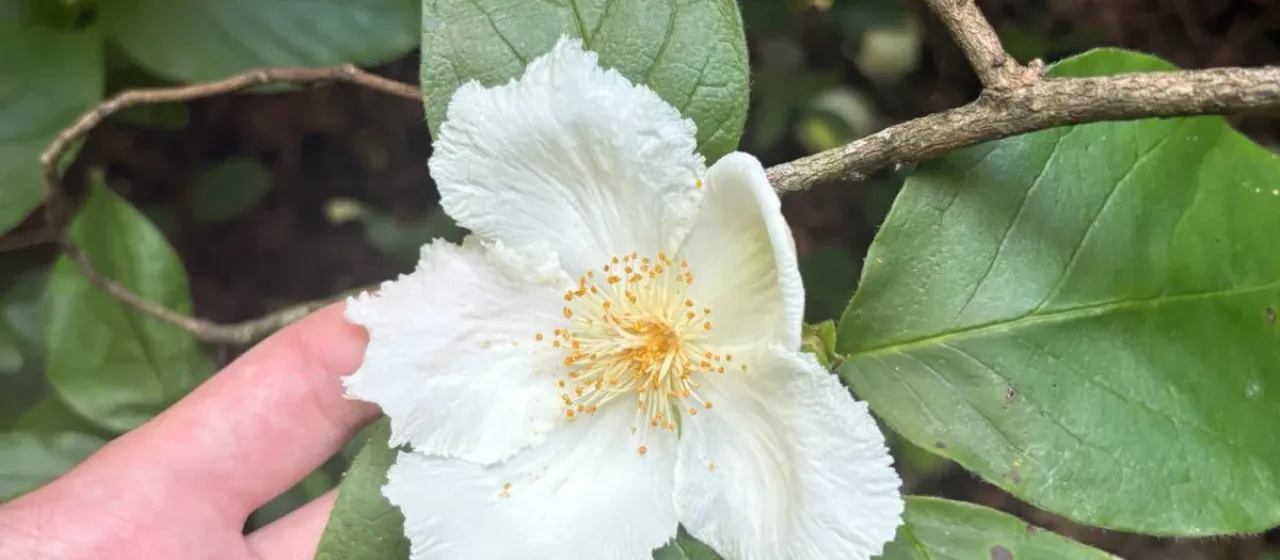 Mountain stewartia
