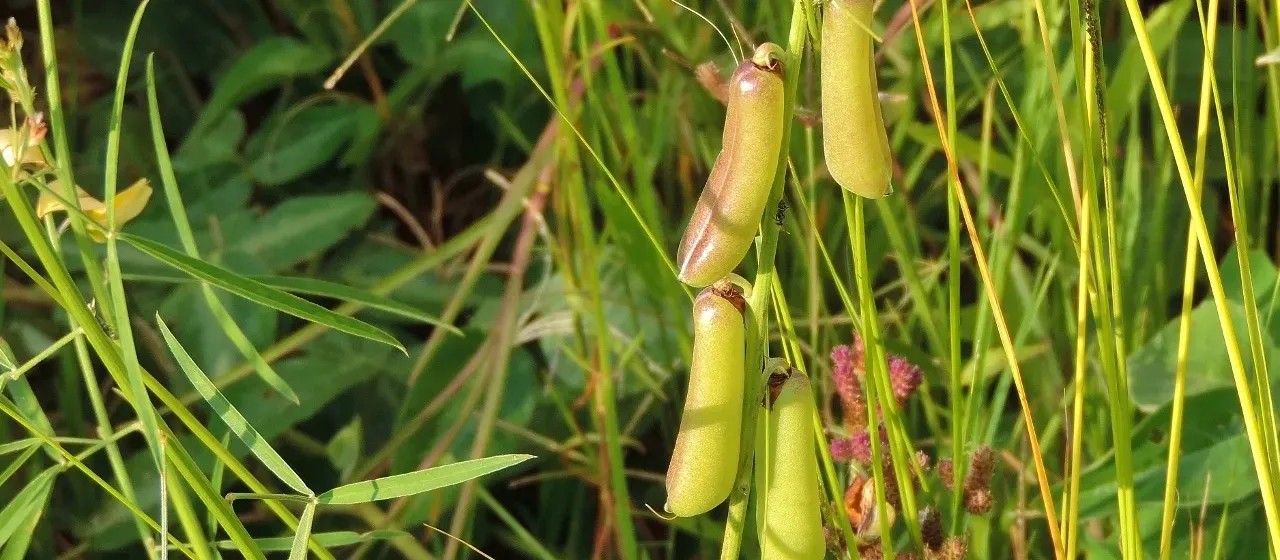 Crotalaria ochroleuca