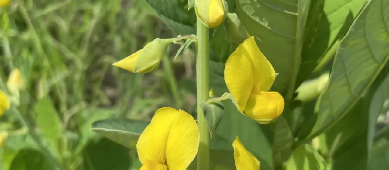 Showy crotalaria