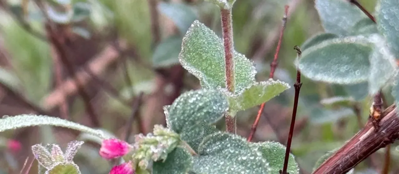 Creeping snowberry