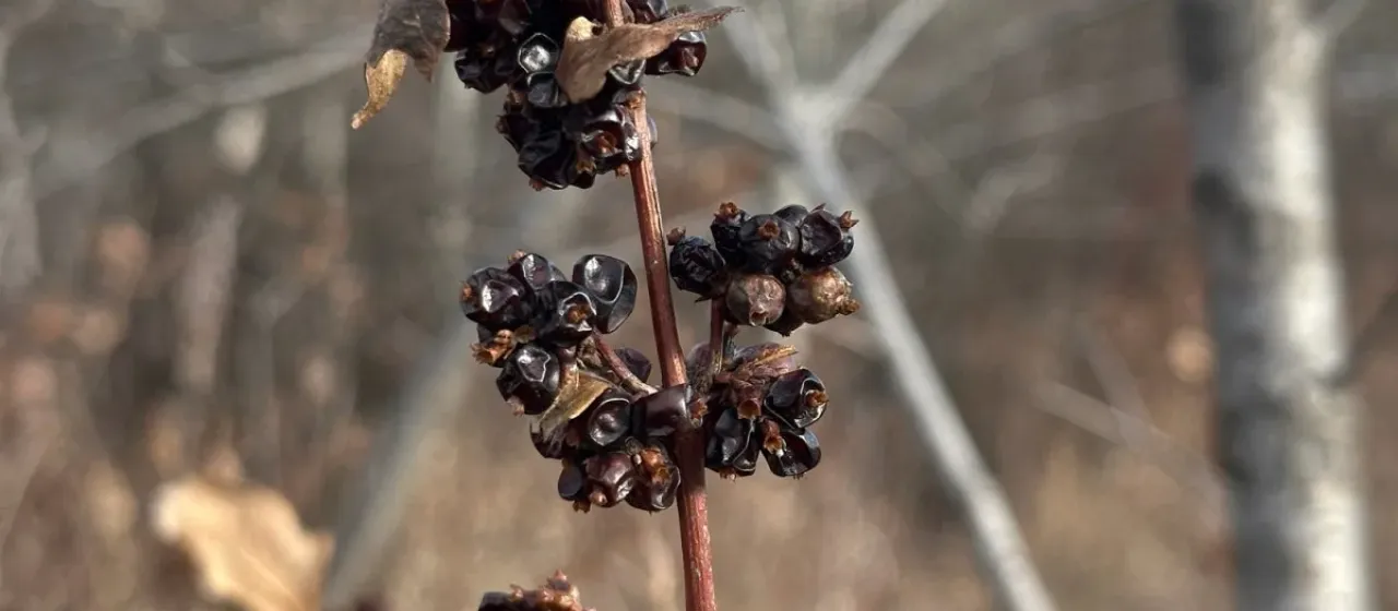 Western snowberry