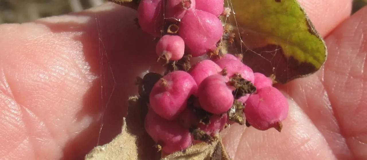Coralberry