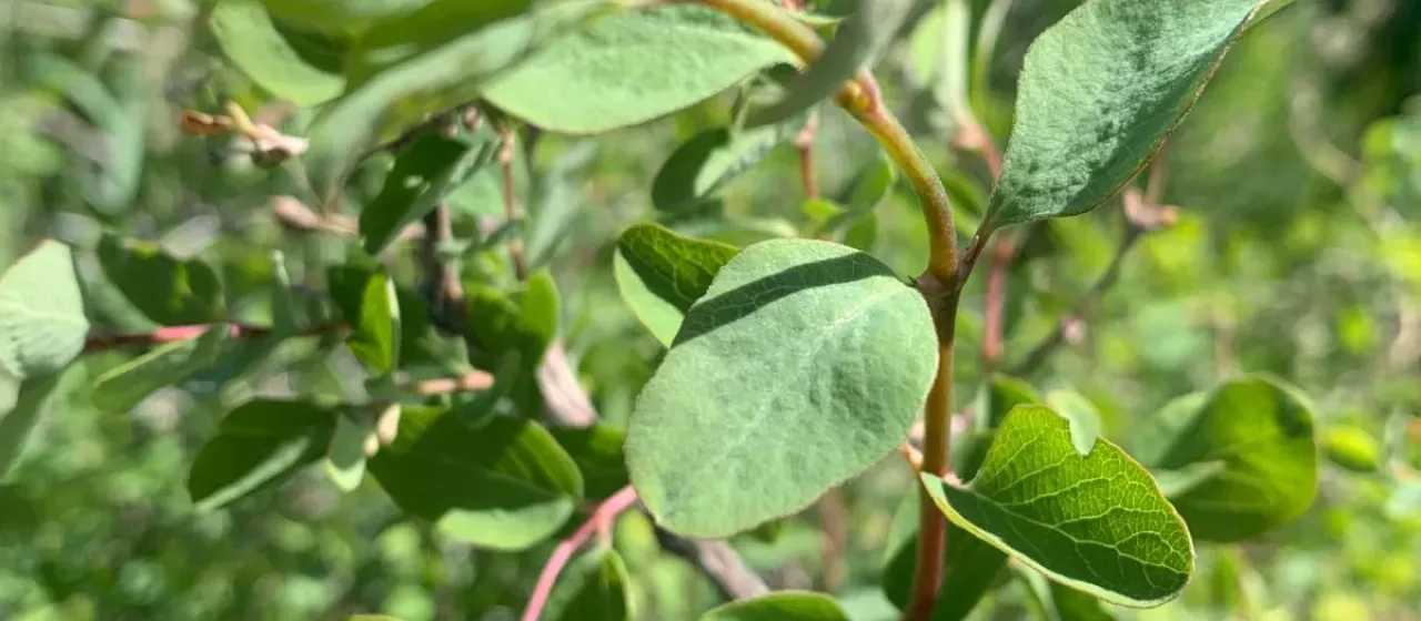 Roundleaf snowberry