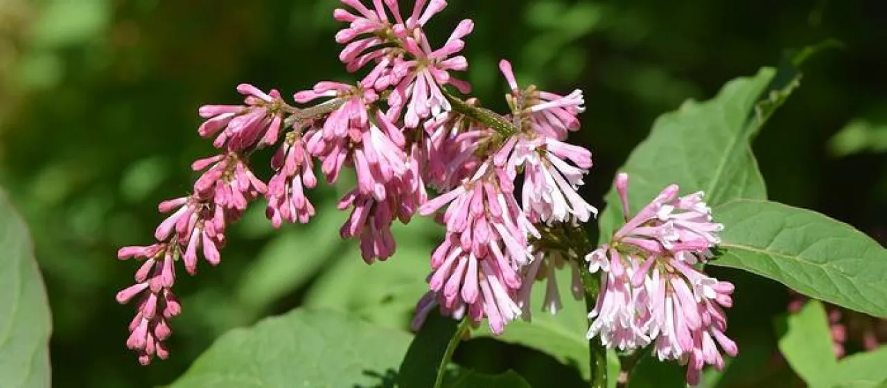 Syringa tomentella