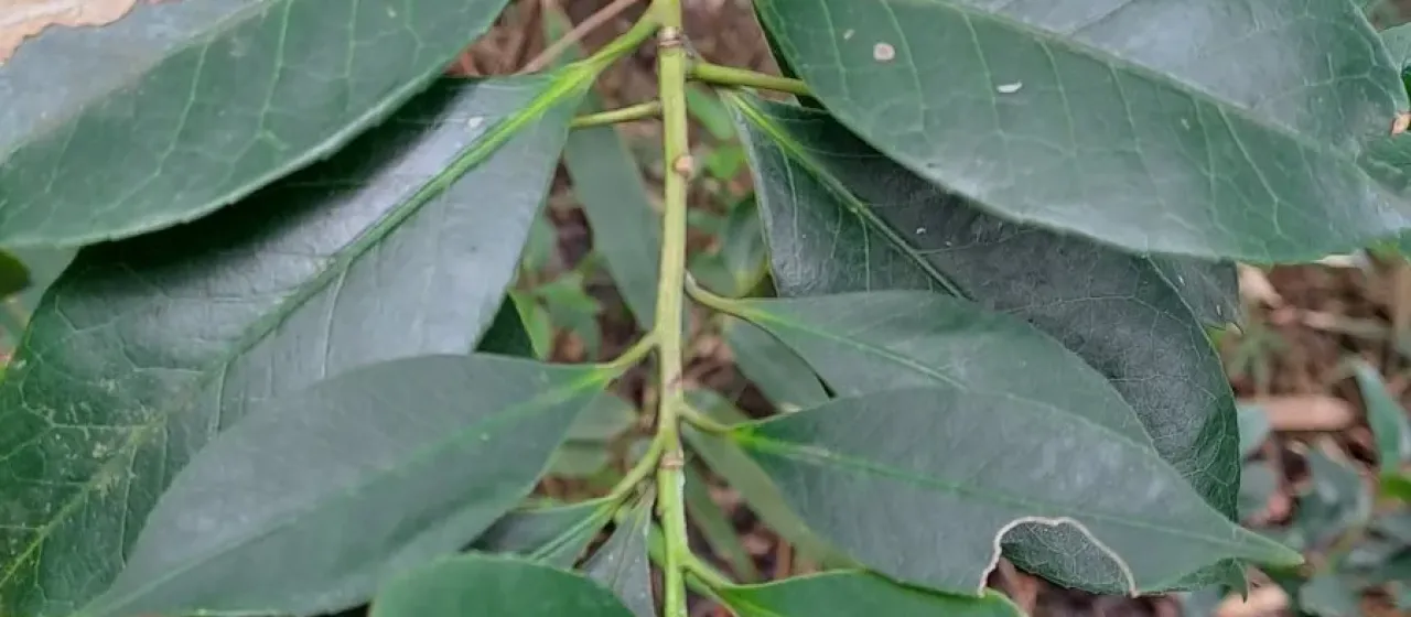 Symplocos lucida